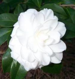 Alba Plena Camellia, Camellia japonica 'Alba Plena'